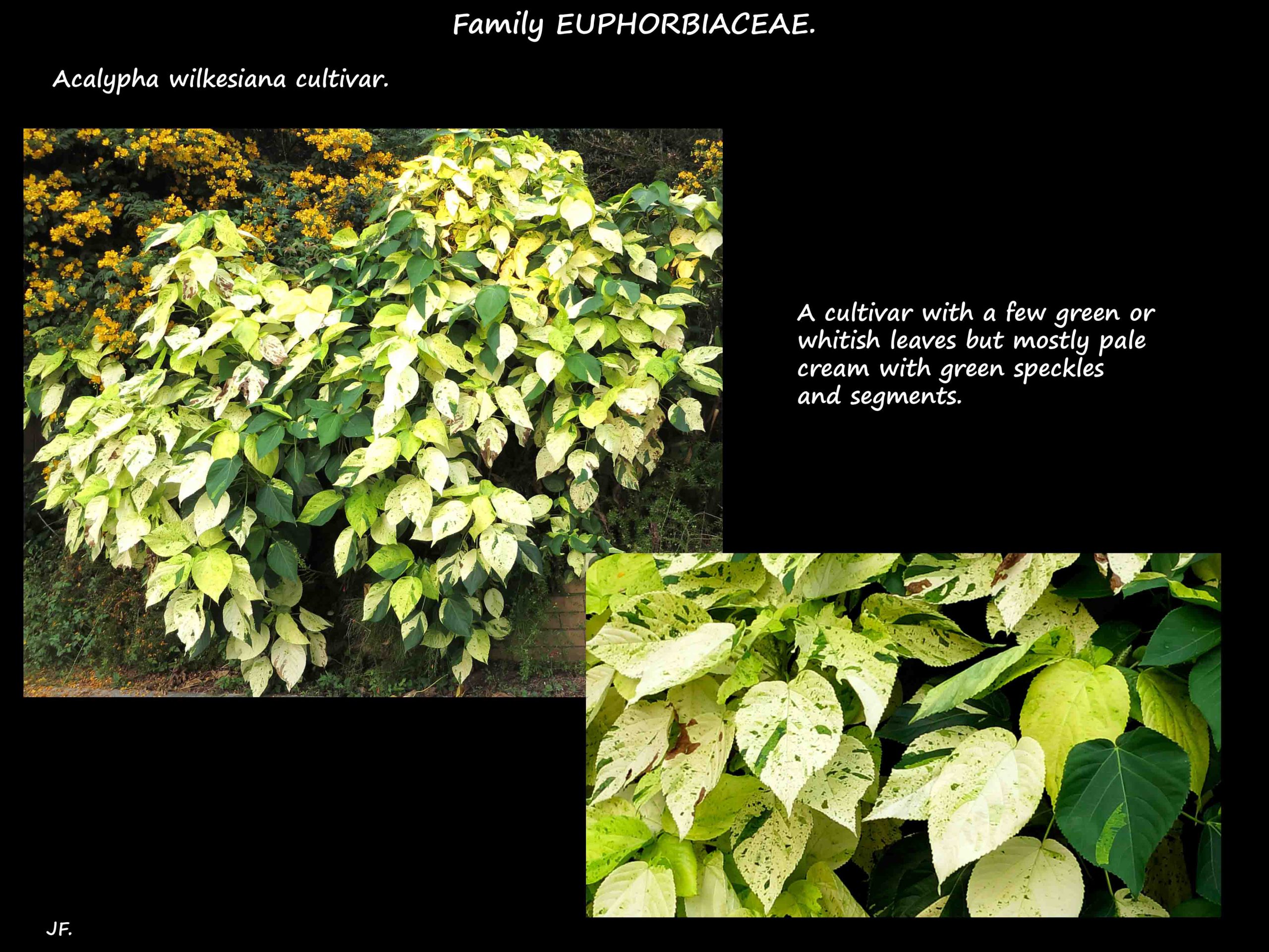 5 An Acalypha cultivar with variegated leaves